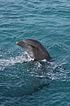 Curacao - Delphin im Sea Aquarium