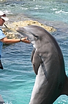 Curacao - Delphin im Sea Aquarium