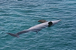 Curacao - Delphin im Sea Aquarium