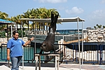 Curacao - Show im Sea Aquarium (die Amis mögen das)
