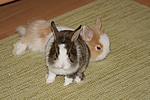 Unsere Zwergkaninchen Elly & Fips - Fips passt mit bösem Blick auf seine Elly auf