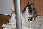 Unsere Zwergkaninchen Elly & Fips