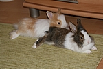 Unsere Zwergkaninchen Elly & Fips