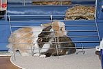 Unsere Zwergkaninchen Elly & Fips - Hinter Gittern