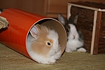 Unsere Zwergkaninchen Elly & Fips