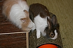 Unsere Zwergkaninchen Elly & Fips - Elly will auch mal