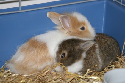 Bilder Zwergkaninchen Elly & Fips
