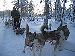 Finnisch Lappland - Huskytour
