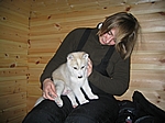 Finnisch Lappland - Baby-Husky
