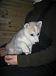 Finnisch Lappland - Baby-Husky