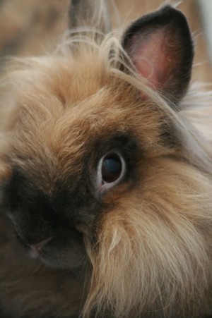 Bilder Zwergkaninchen Leo