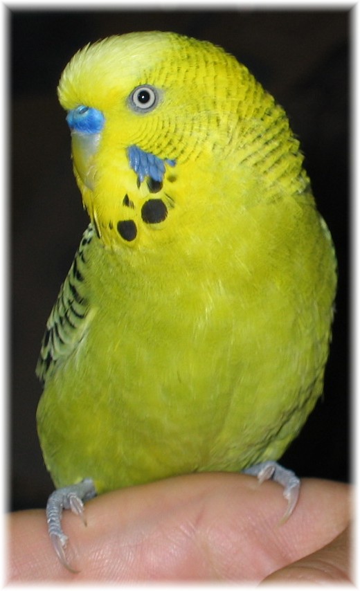 Bilder Wellensittich Max