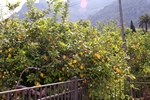 Zitronenbäume bei der Einfahrt nach Soller