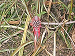 Unterwegs im Hinterland von San Antonio del Golfo - Ananas