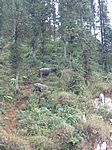 An der chinesischen Grenze im Bergland um Sapa - Die bekannten Hangochsen
