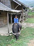 Wanderung zum Bergvolk der Tay - Früh übt sich, was mal ein gescheiter Wasserbüffelhirte werden will